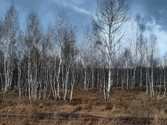 Опасная погода в Челябинской области
