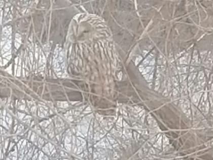 «Сидит несколько дней»: магнитогорцы обнаружили дикую птицу возле жилого дома