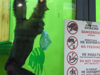 В зоопарке Челябинска приматов отправили на карантин