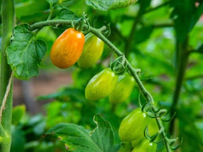 В Челябинской области снизился экспорт растительной продукции