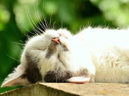 Аномальная жара продолжается в Челябинской области