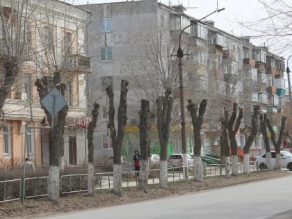 Кто так деревья обрезает?