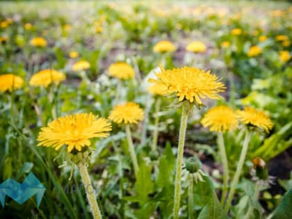 Первая неделя мая в Магнитогорске будет теплой и ясной