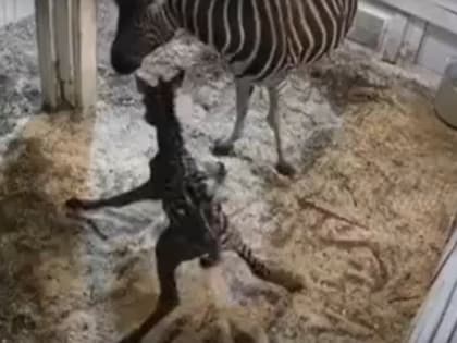 В челябинском зоопарке сняли первые шаги детеныша зебры