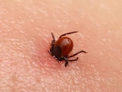 Клещи проснулись! Привиться еще не поздно