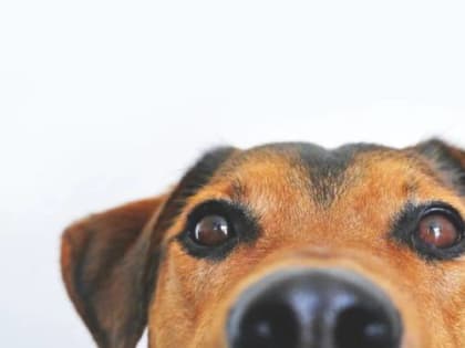 В 2022 году на Южном Урале закрыли 4 сайта, предлагавших фальсифицированную ветпродукцию