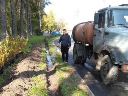 Вдоль челябинских дорог до конца октября высадят почти 17 тысяч кустарников