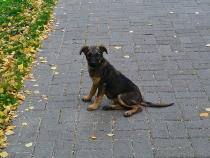 В Магнитогорске в парке провели рейд по соблюдению правил выгула собак