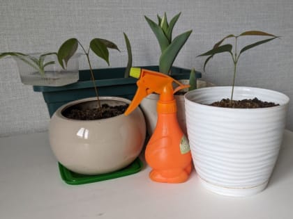 Как бороться со щитовкой — вредителем комнатных и садовых растений