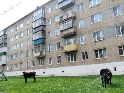 Хозяев гуляющих по городу коров наконец-то можно штрафовать