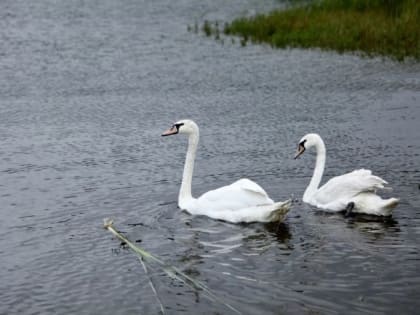 В Челябинской области спасенных лебедей выпустили на волю