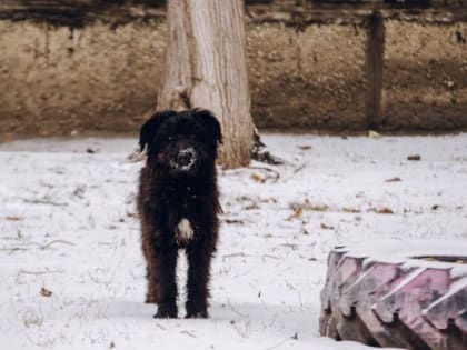 В Челябинской области возбудили уголовное дело после нападения бродячих собак