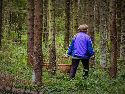 В окрестностях Кыштыма почти сутки ищут двух грибников