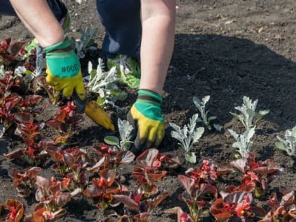 В Челябинске построят теплицу для выращивания цветов