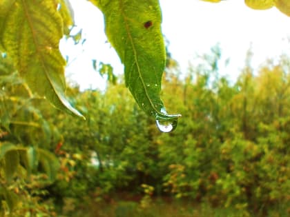 Всю ночь был дождь