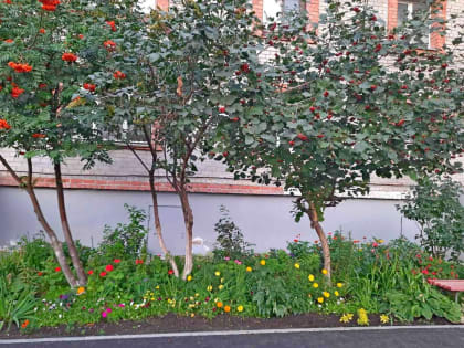 Жители Тракторозаводского района продолжают оформлять клумбы на придомовых территориях