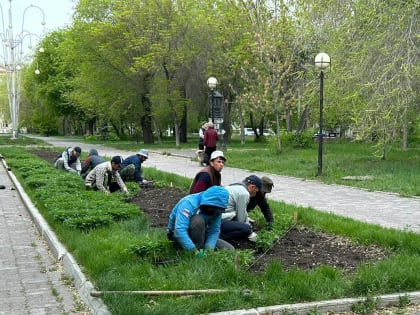 Цветите, петунии и пеларгонии