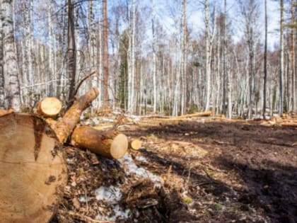 Трое «черных» лесорубов напали на инспектора Минэкологии под Пластом