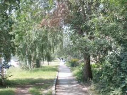 Сломанное дерево некому убрать