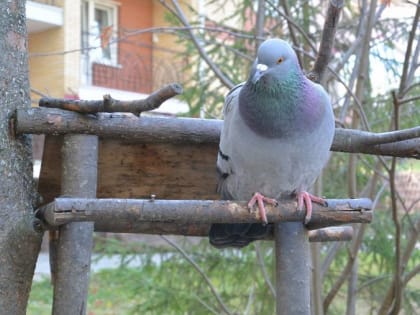 В Челябинской области сняли карантин по птичьему гриппу