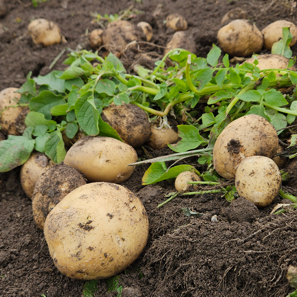 포슬포슬 25년 국산 햇감자
