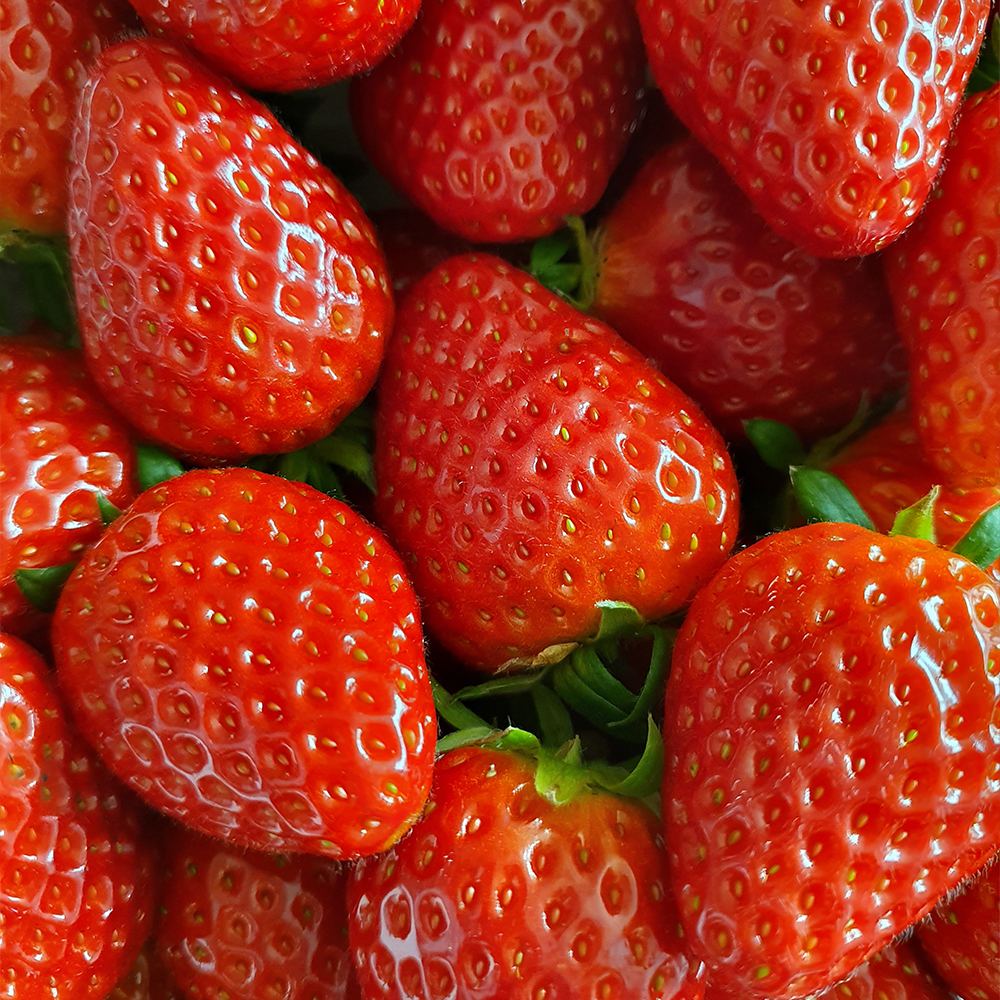 봄의전령 달콤 설향딸기