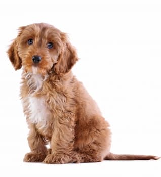 Pickles pickleball dog