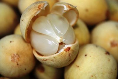 U Buah Asam Urat U Buah Asam Urat