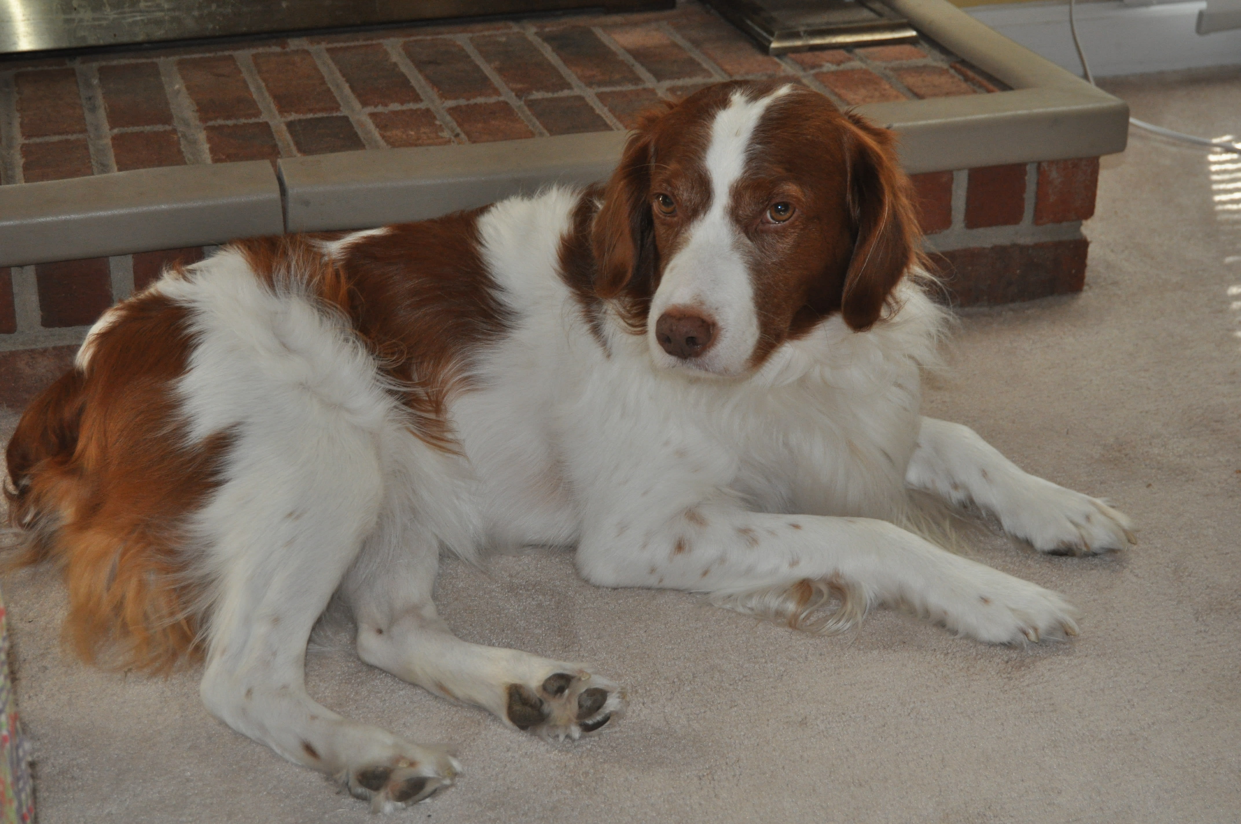 DogProject/ypgwgz1flib0hn11q5nt