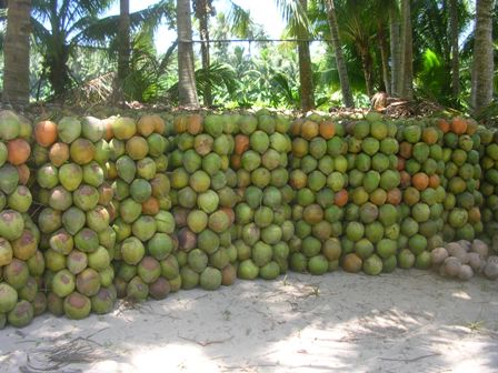 coconuts