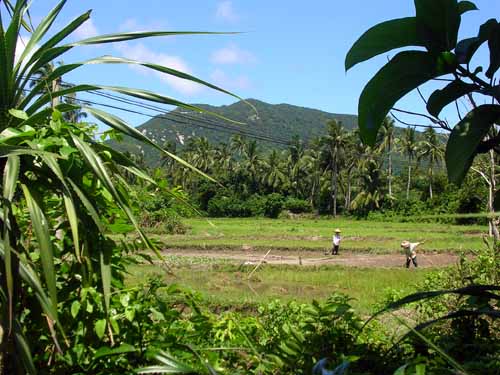 Tonggu and Countryside