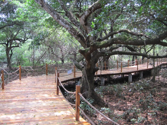 Wenchang Cycle Path Mangrove