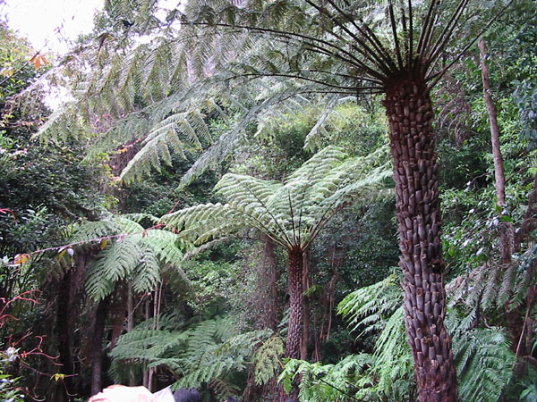 Hainan cycads and Cyatheas