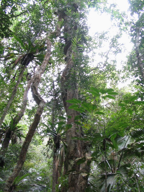 Jianfengling Nature Reserve