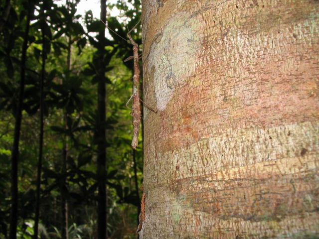 Jianfengling Nature Reserve Stick Insect