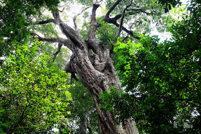 very old tree in the Bawangling park