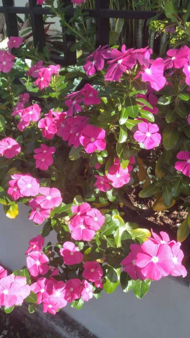 Keindahan tapak dara