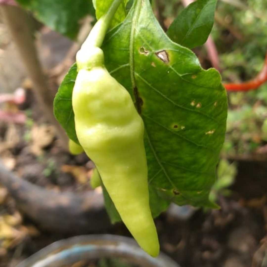 Green chilli