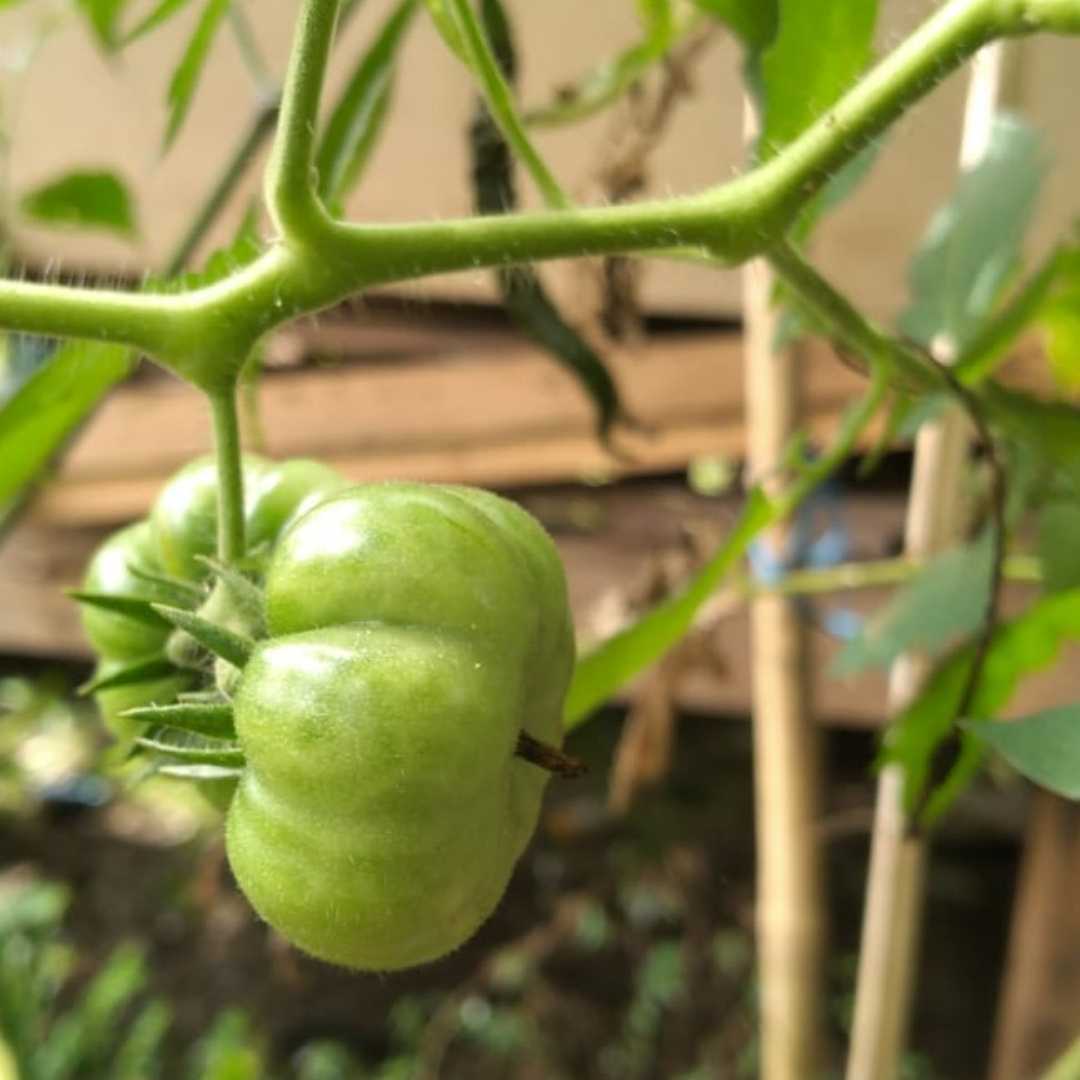 Green tomato
