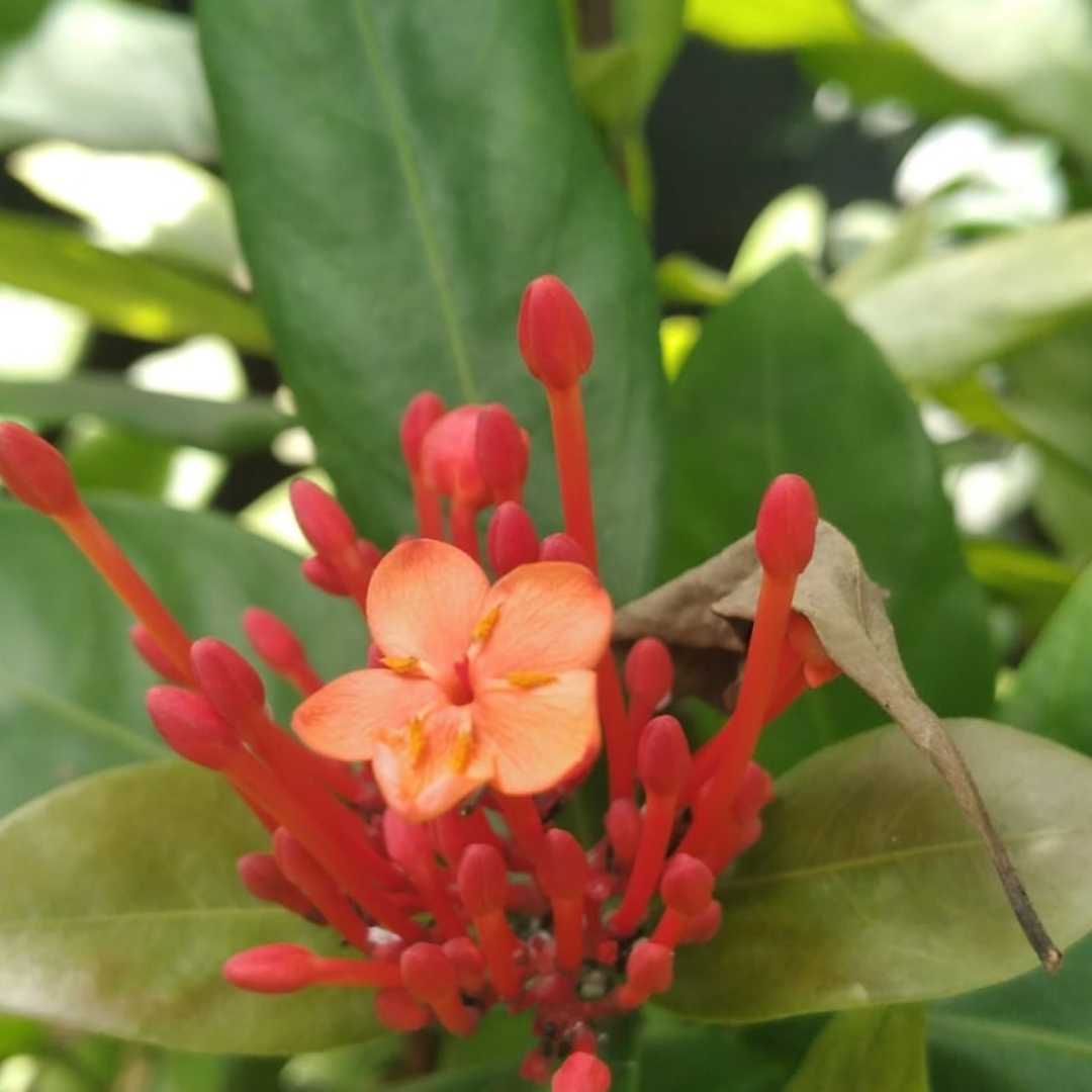 Ixora javanica