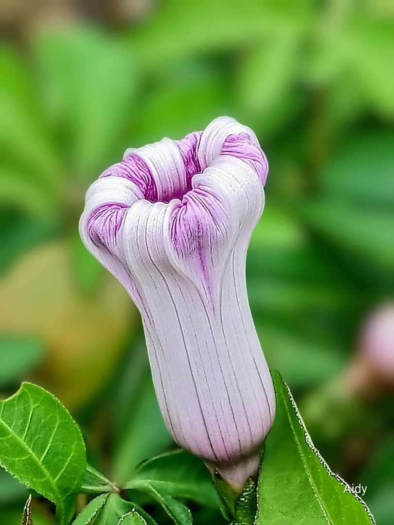 Morning Glory Flower