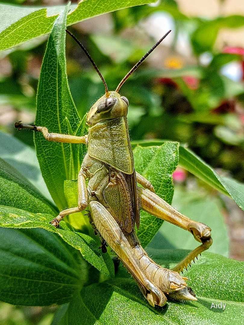 Belalang Daun