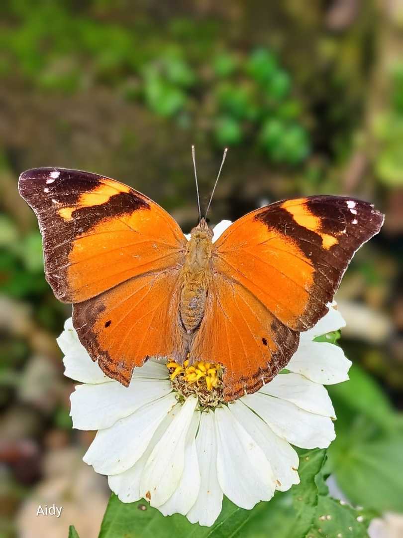 Doleschallia bisaltid