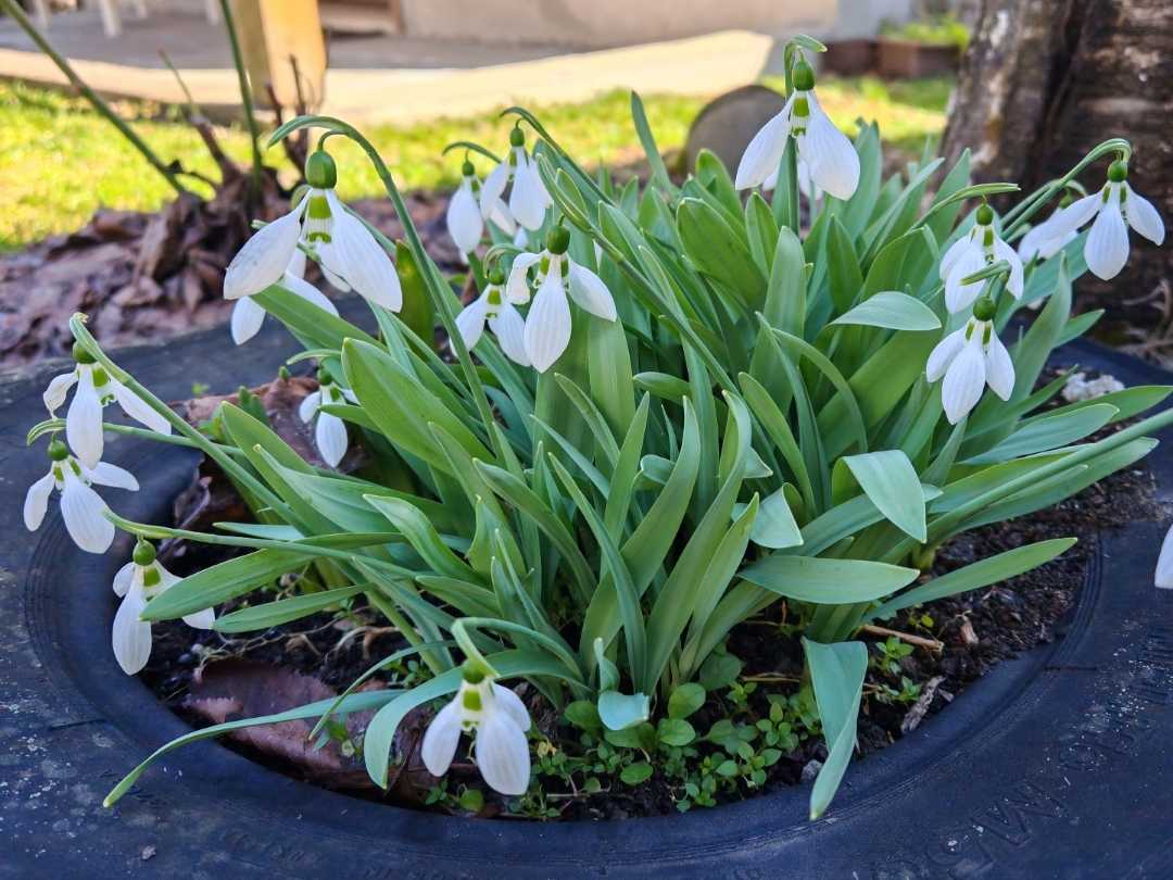 Snowdrops