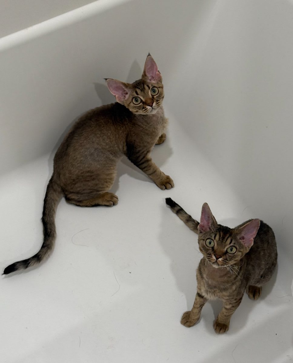 Devon Rex cat portrait - California Devon Rex breeder