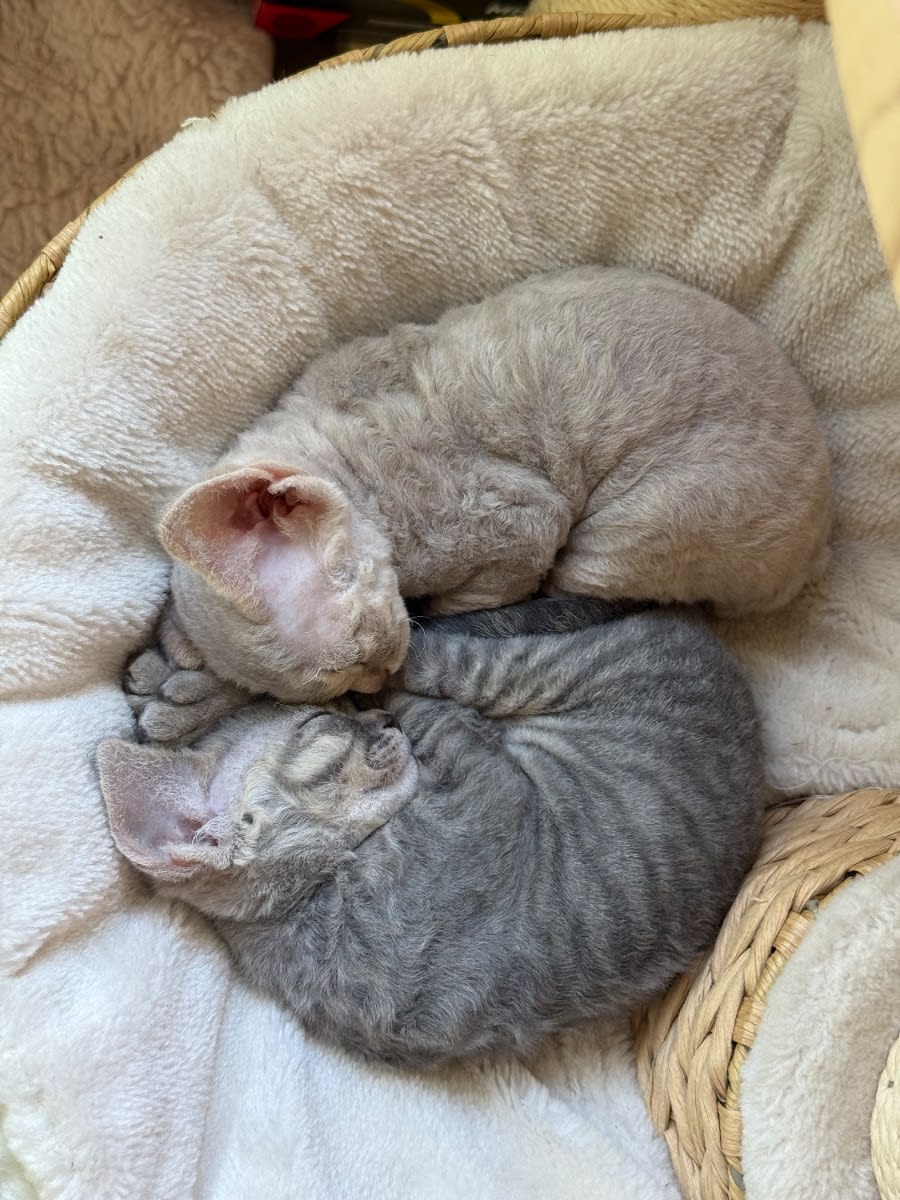 Devon Rex cat lounging in warm light