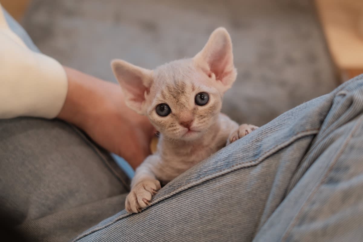 Devon Rex cat lounging on a cat tree