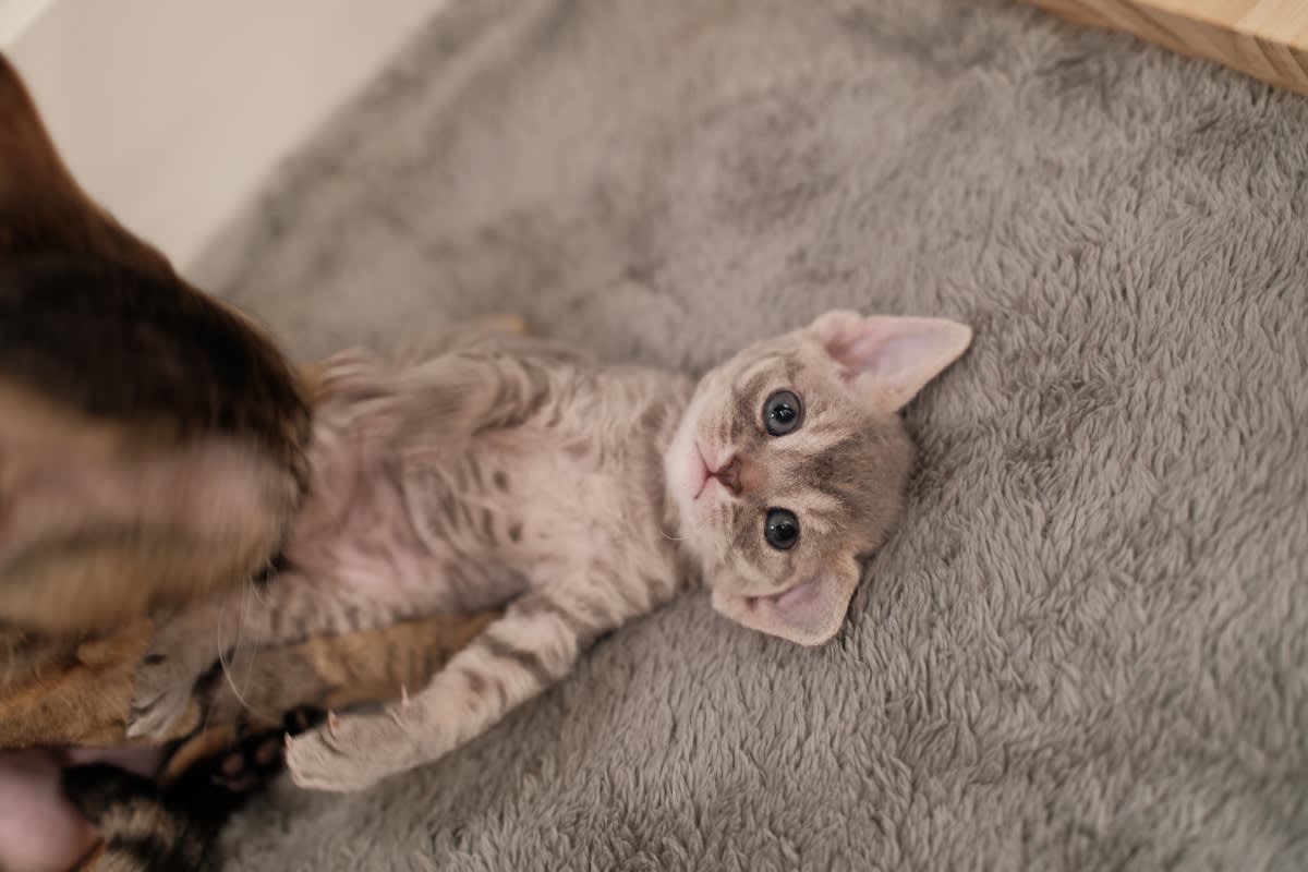Devon Rex portrait