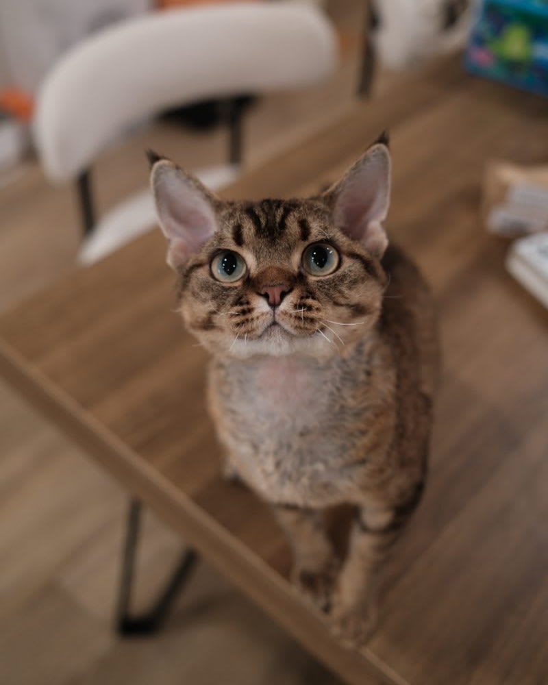 Tiger - Devon Rex cat
