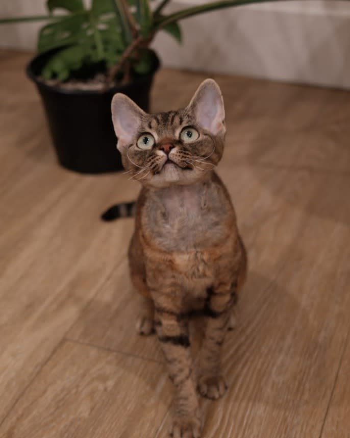 Cheese - Devon Rex cat